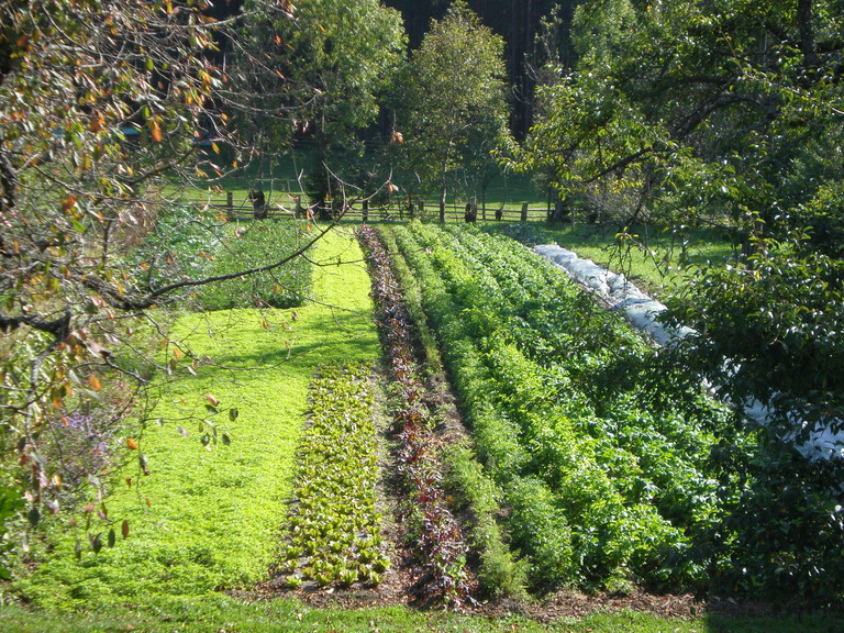 herbstgemuese